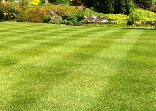 Commercial Grass Cutting in Hickory