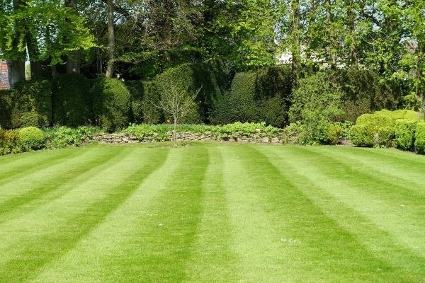 Grass Care Service in Hickory