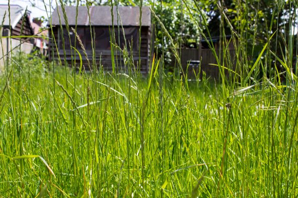 Overgrown Lawn Trimming in Hickory